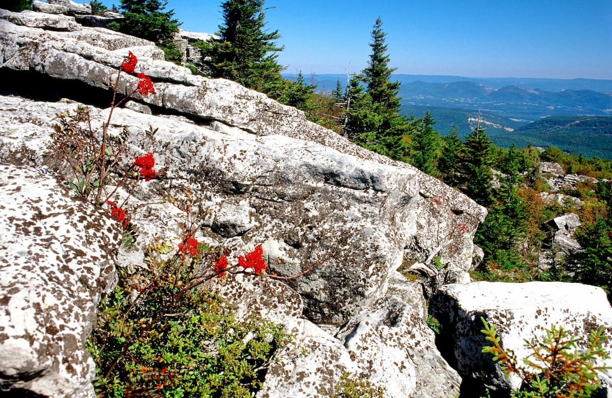 Mountain Ash. Dolly Sods Wilderness, Flora